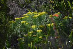Athanasiinae