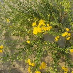 Heterotheca subaxillaris