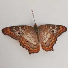 Anartia jatrophae