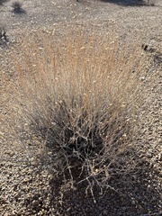 Acamptopappus sphaerocephalus