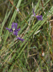 Thysanotus tuberosus tuberosus