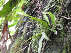 Scoliosorus ensiformis