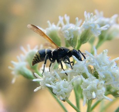 Pachodynerus guadulpensis