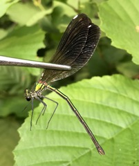 Calopteryx splendens intermedia