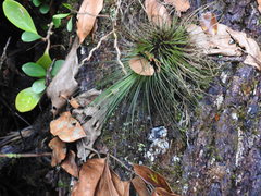 Tillandsia filifolia