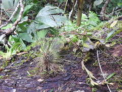 Tillandsia filifolia