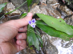 Dichorisandra hexandra