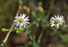 Vittadinia hispidula