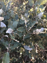 Quercus mohriana