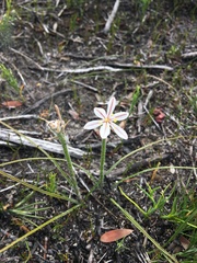 Trachyandra hirsutiflora