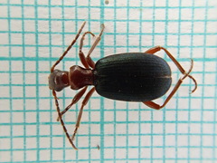 Brachinus crepitans