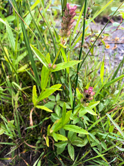 Physostegia parviflora