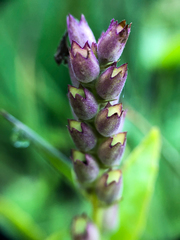 Physostegia parviflora