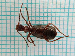 Brachinus crepitans