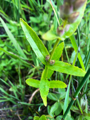 Physostegia parviflora
