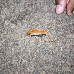 Hydrophylax bahuvistara