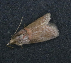Acrobasis juglandis