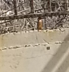 Alcedo atthis