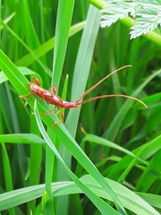 Chenoderus testaceus