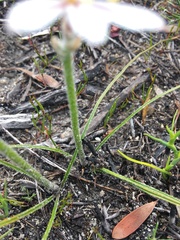 Trachyandra hirsutiflora