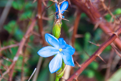 Orthrosanthus multiflorus