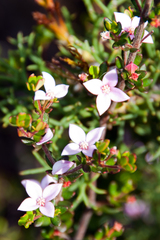 Boronia edwardsii