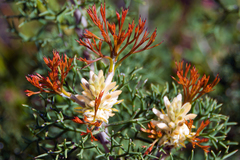 Petrophile multisecta