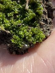 Notothylas orbicularis