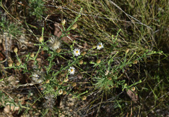 Vittadinia hispidula