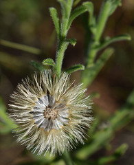 Vittadinia hispidula