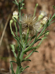 Vittadinia hispidula