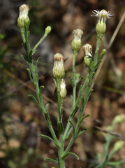 Vittadinia hispidula