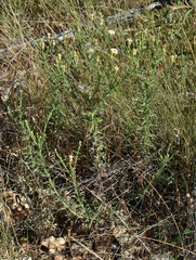 Vittadinia hispidula