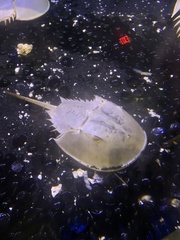 Limulus