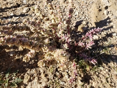 Salsoloideae