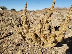 Salsoloideae