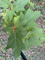 Hydrangea quercifolia