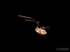 Chrysso lingchuanensis