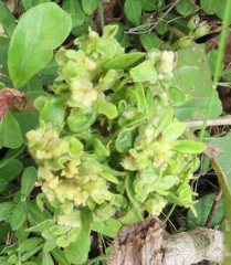 Colomerus antidesmae