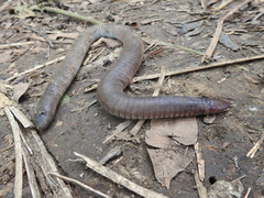 Dermophis mexicanus