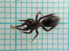 Drassyllus