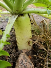 Raphanus sativus longipinnatus