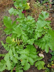 Raphanus sativus longipinnatus