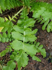 Raphanus sativus longipinnatus