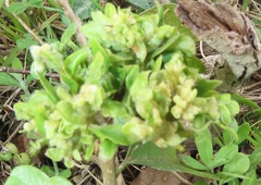 Colomerus antidesmae