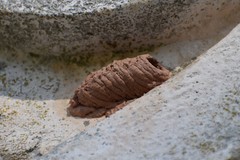 Sceliphron curvatum