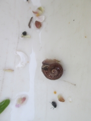 Gastropoda