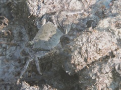 Episesarma versicolor