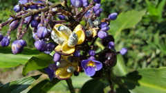 Dichorisandra thyrsiflora