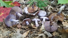 Thaxterogaster porphyropus